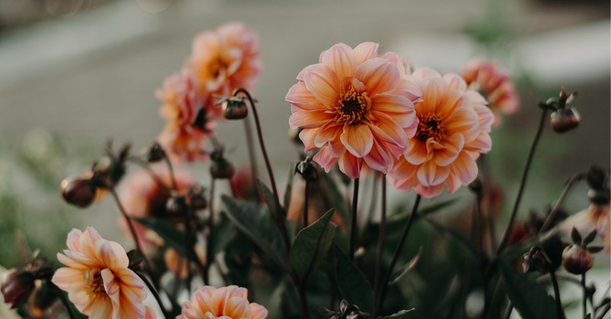 Registered Psychotherapist